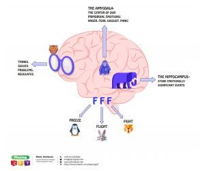 The zoo brain
